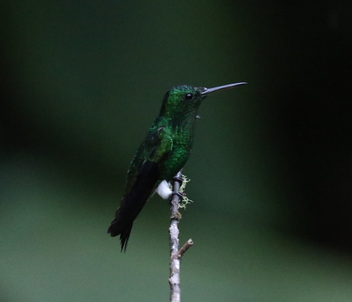 Steely-vented Hummingbird - ML623747679