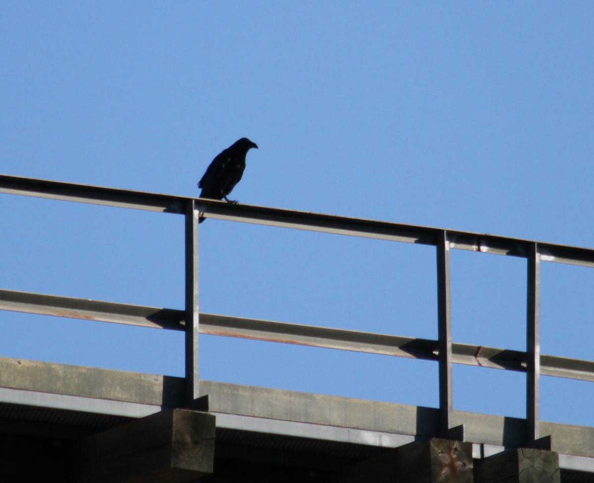 Common Raven - ML623747688