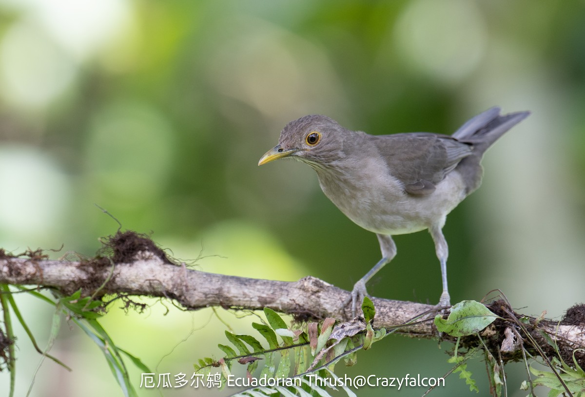 Ecuadorian Thrush - Qiang Zeng