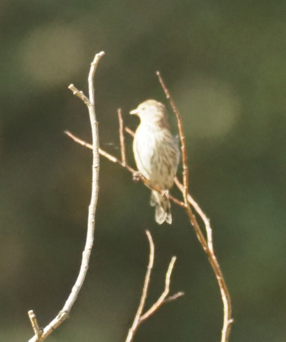 Pine Siskin - ML623747700