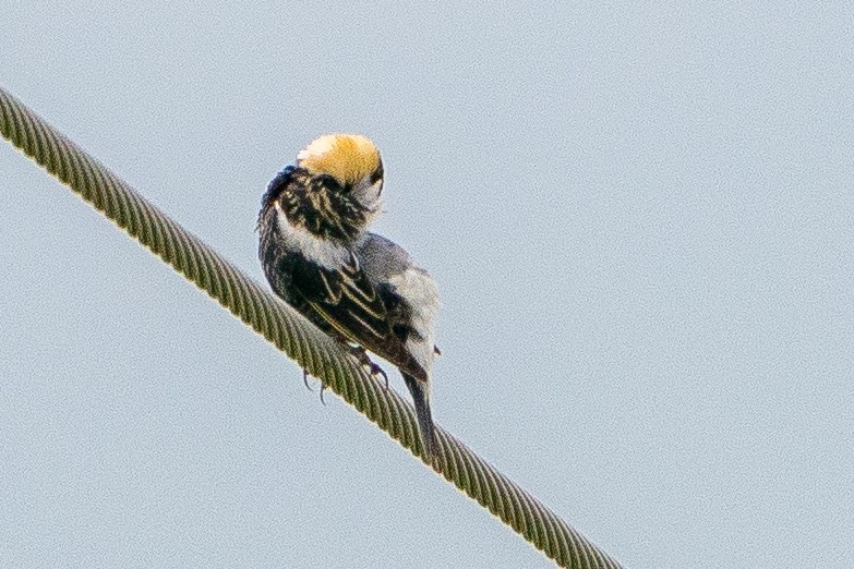 Bobolink - ML623747713