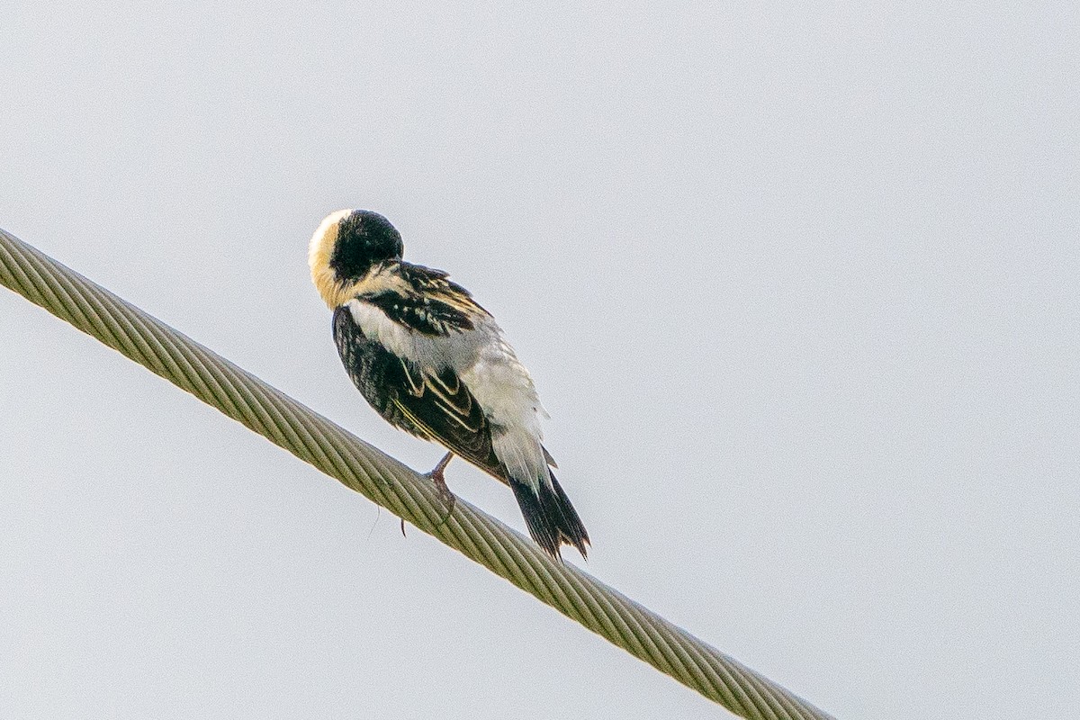 Bobolink - ML623747714