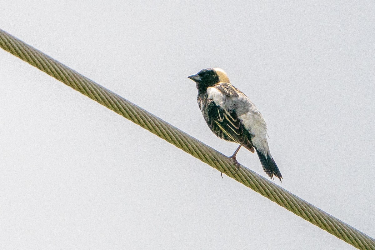 Bobolink - ML623747715