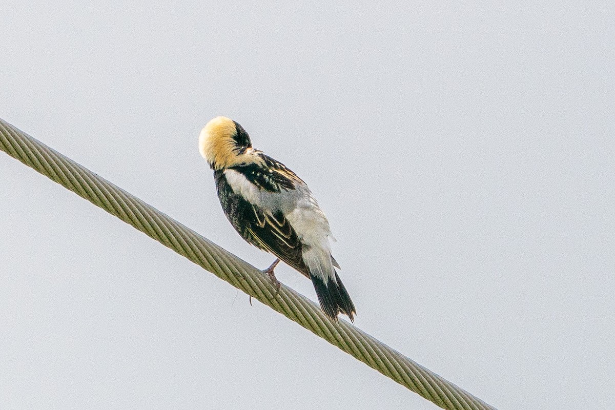 Bobolink - ML623747716