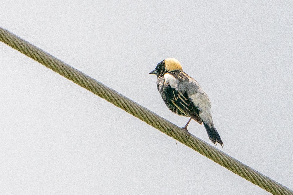 Bobolink - ML623747717