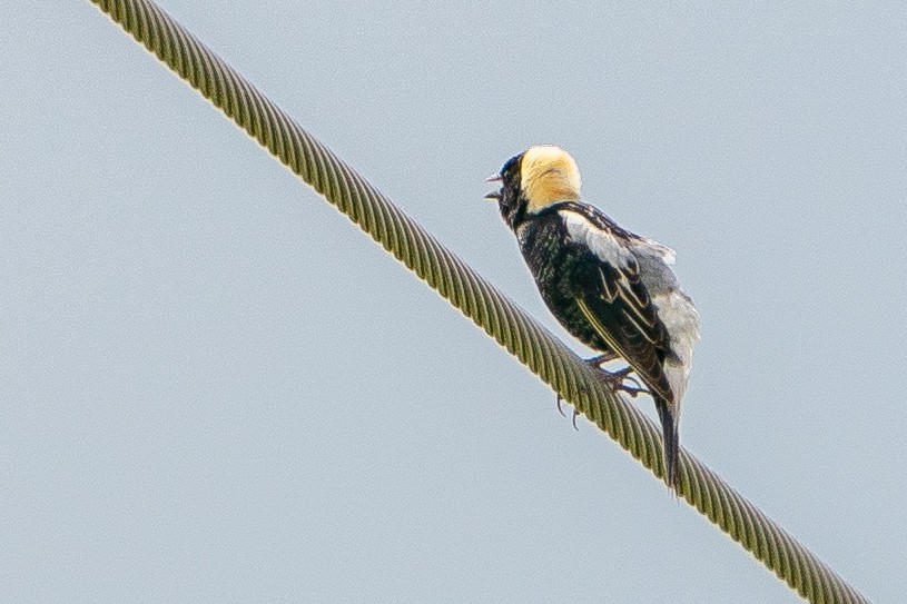 Bobolink - ML623747726