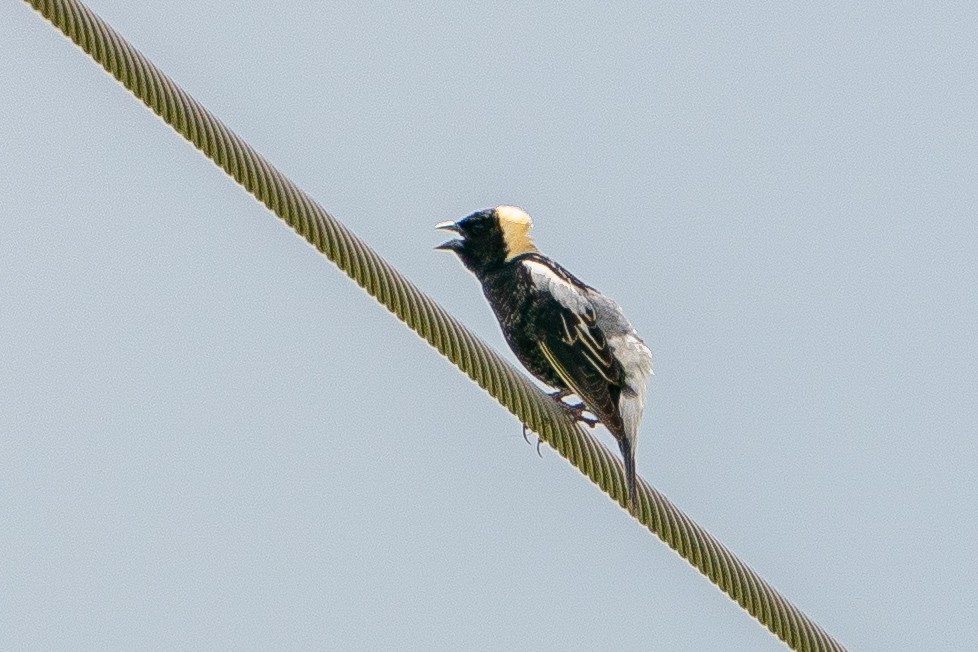 Bobolink - ML623747727