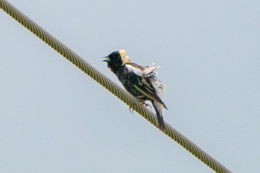 Bobolink - ML623747728