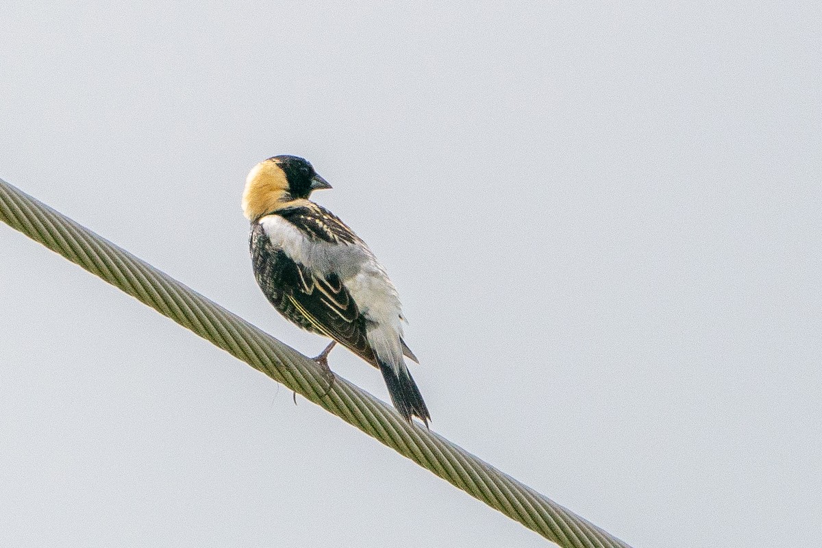 Bobolink - ML623747729