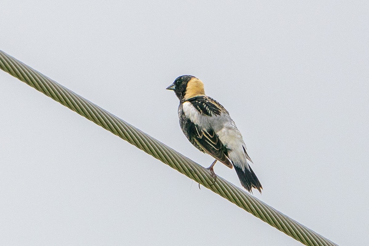 Bobolink - ML623747730