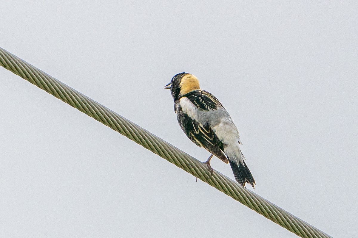 Bobolink - ML623747731