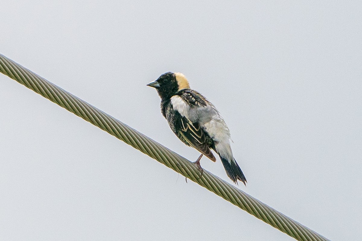 Bobolink - ML623747732