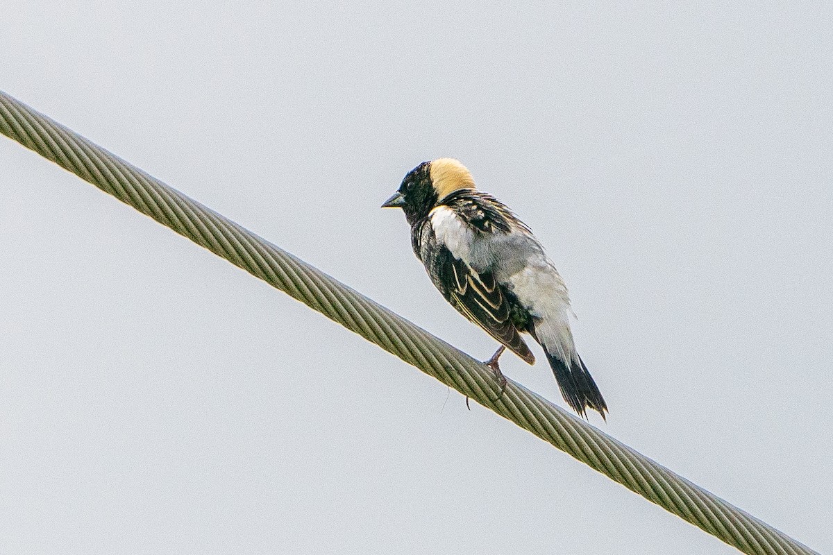 Bobolink - ML623747733