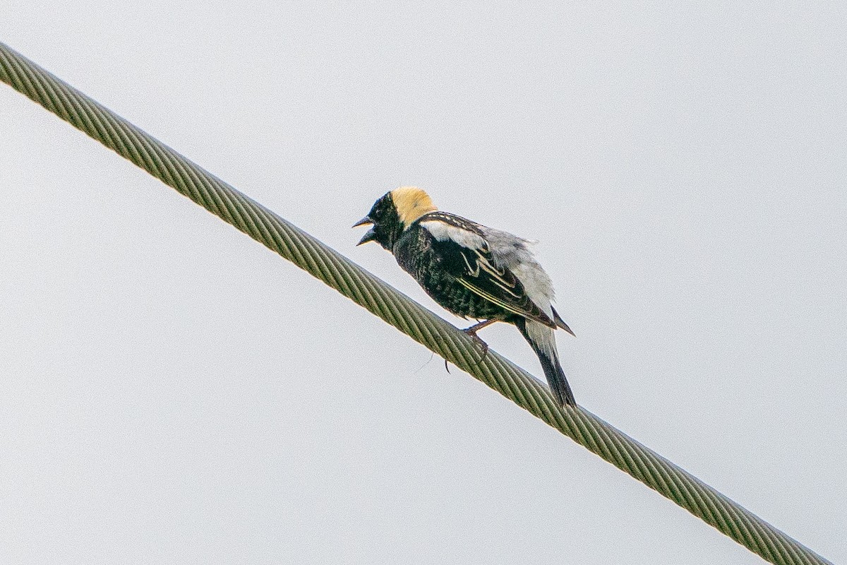 Bobolink - ML623747736