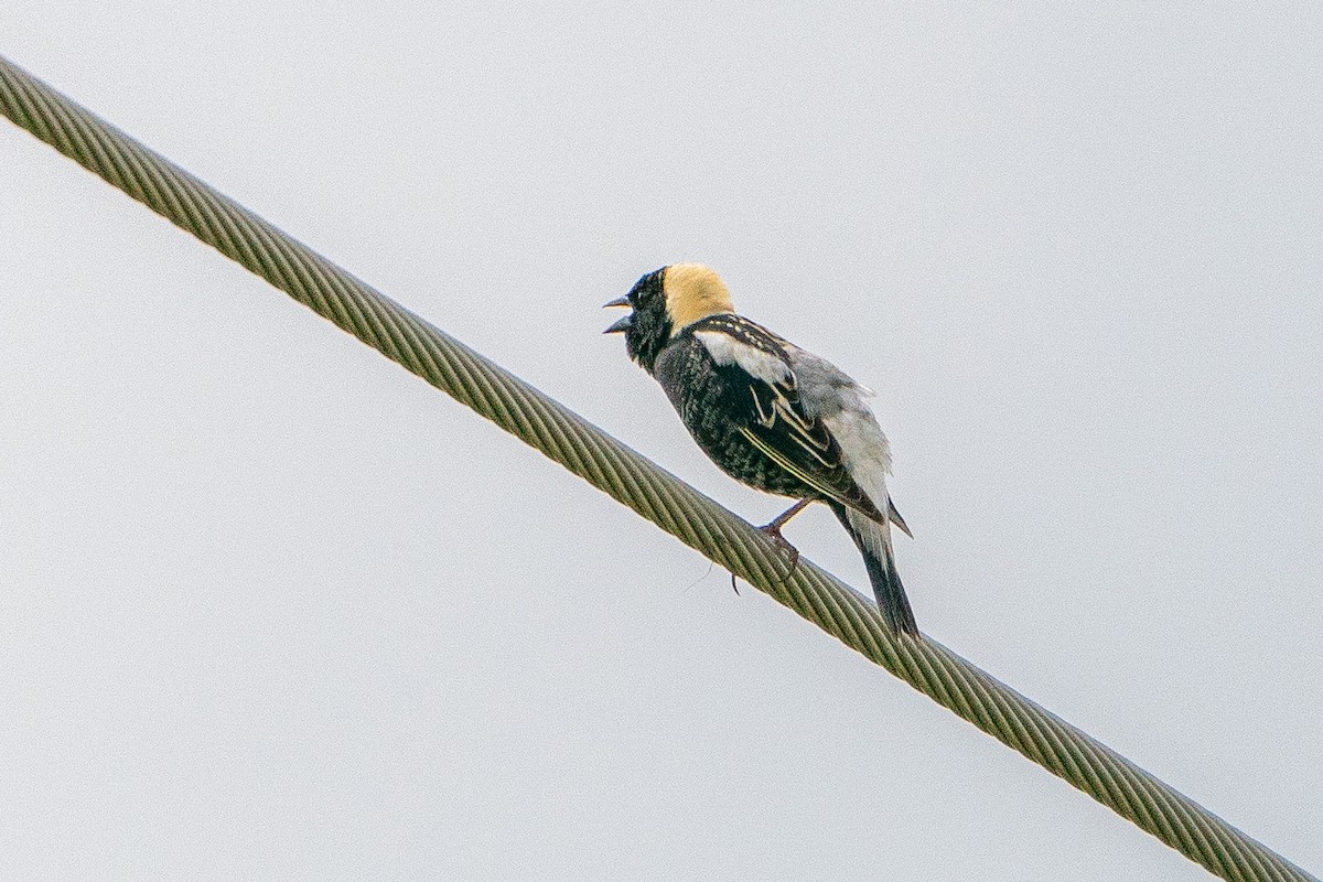 Bobolink - ML623747737