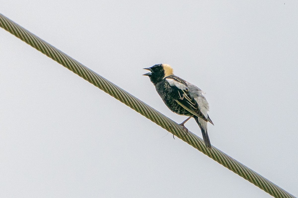 Bobolink - ML623747738