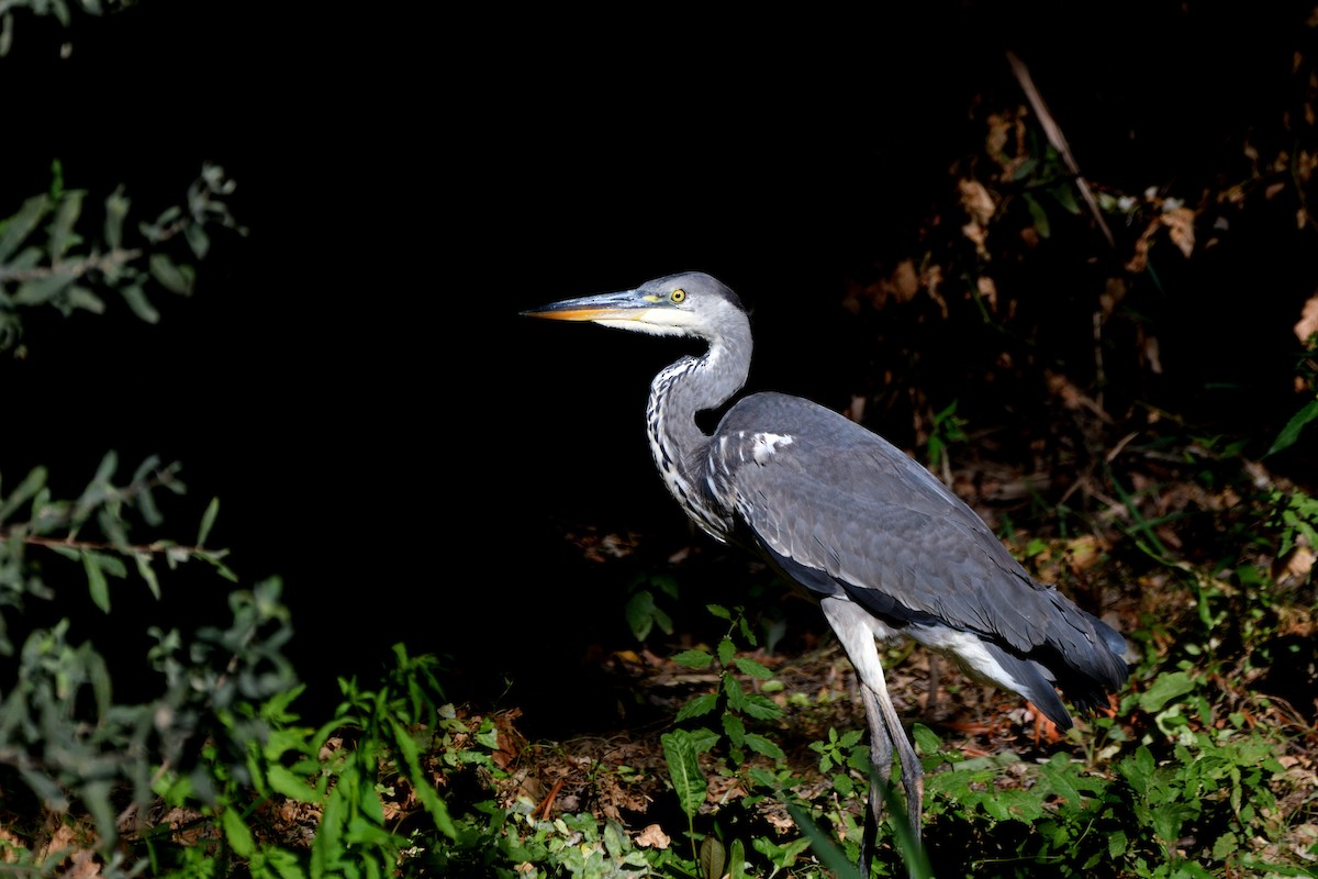 Gray Heron - ML623747746