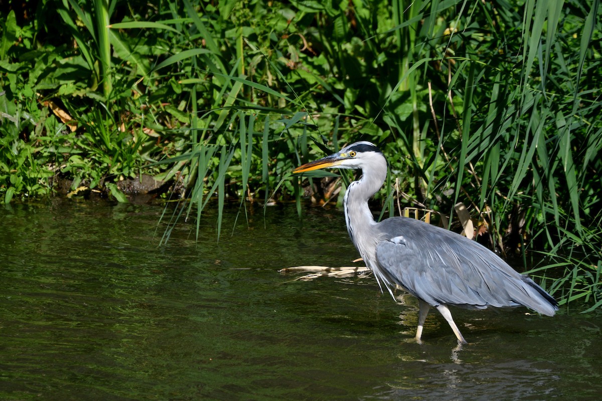 Gray Heron - ML623747747