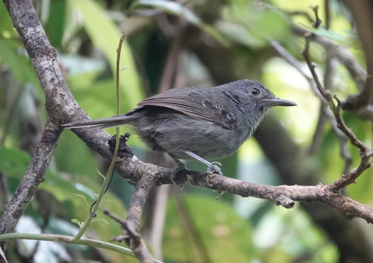 Hormiguero Tirano - ML623747766