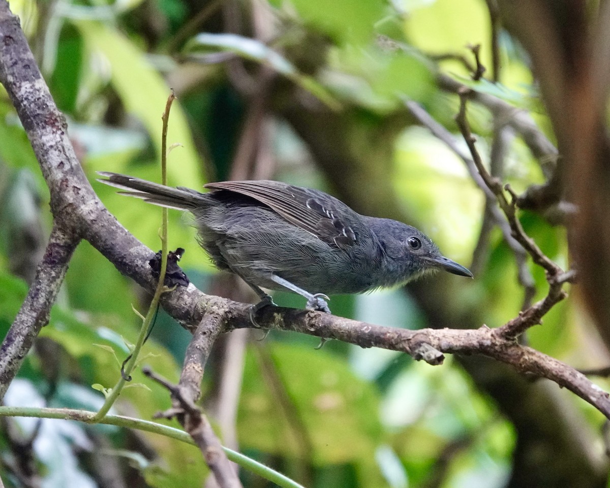 Ману тирановий - ML623747767