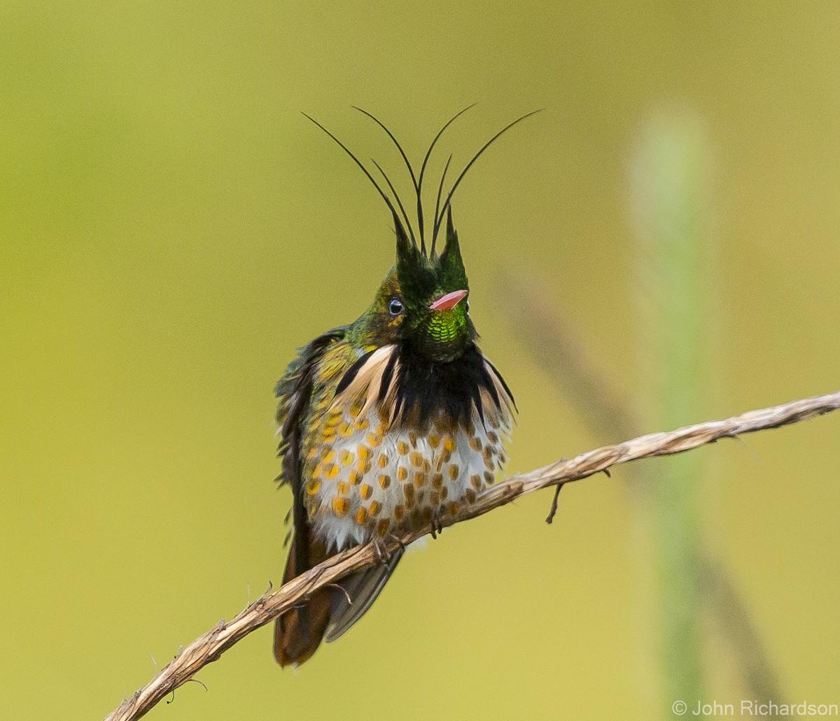 Black-crested Coquette - ML623747805