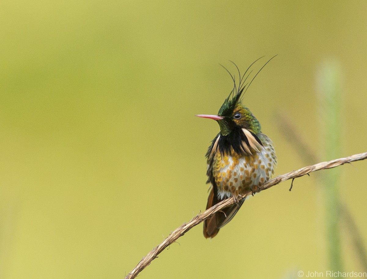 Black-crested Coquette - ML623747806