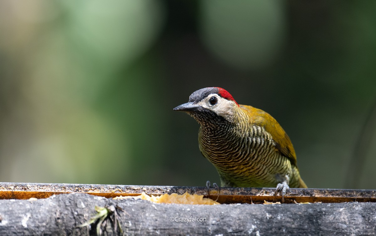 Golden-olive Woodpecker (rubripileus) - ML623747809