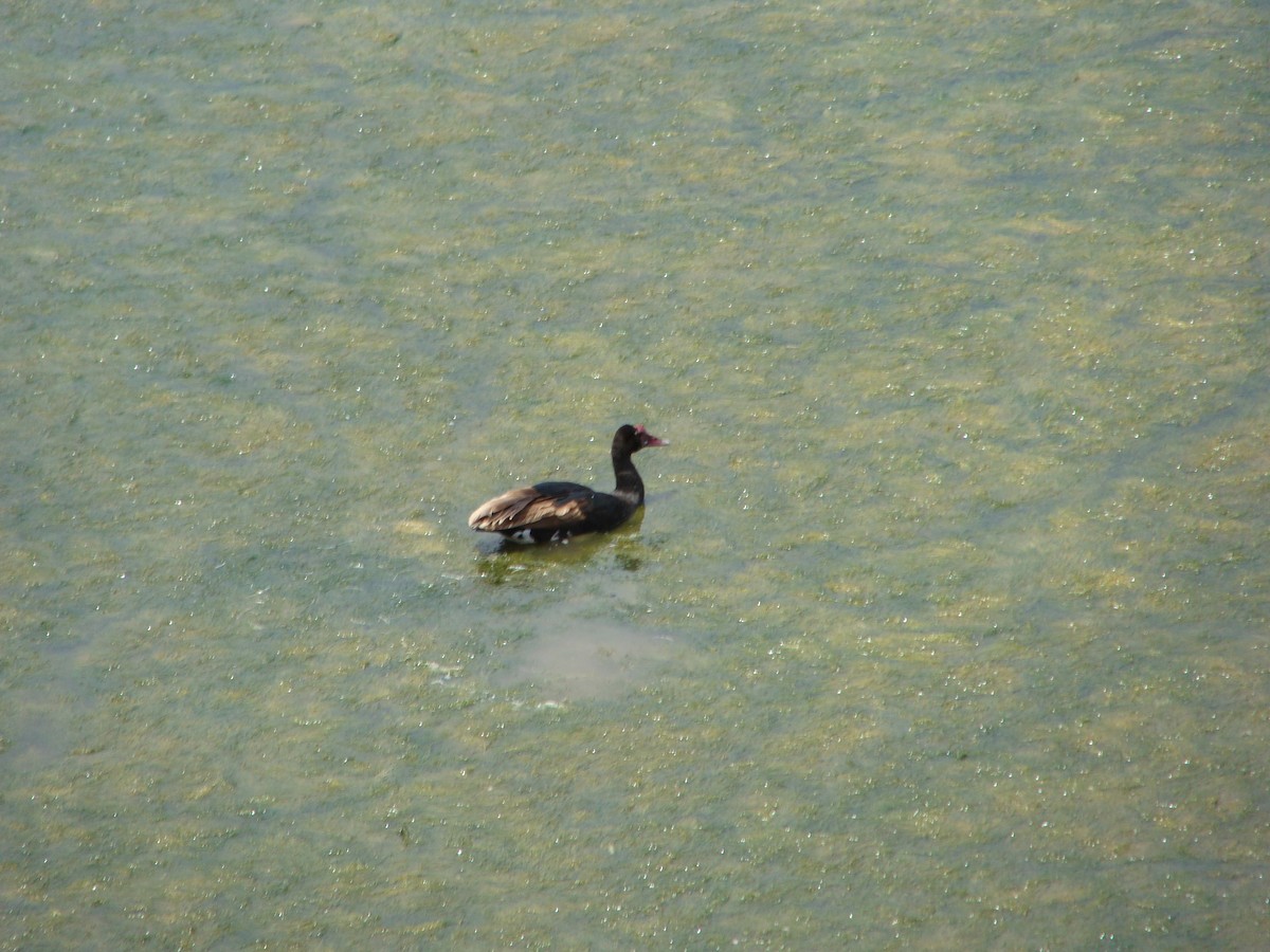 Spur-winged Goose - ML623747811