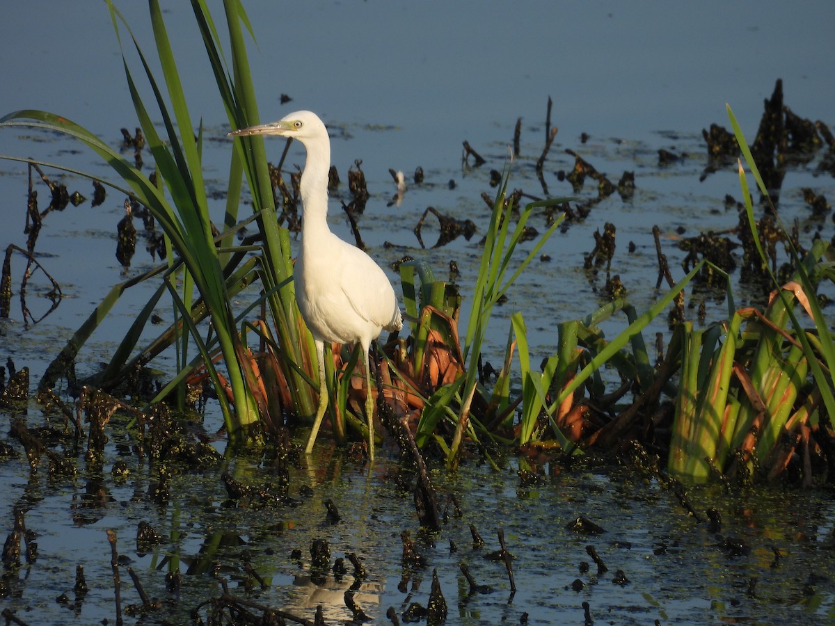 Little Blue Heron - ML623747824