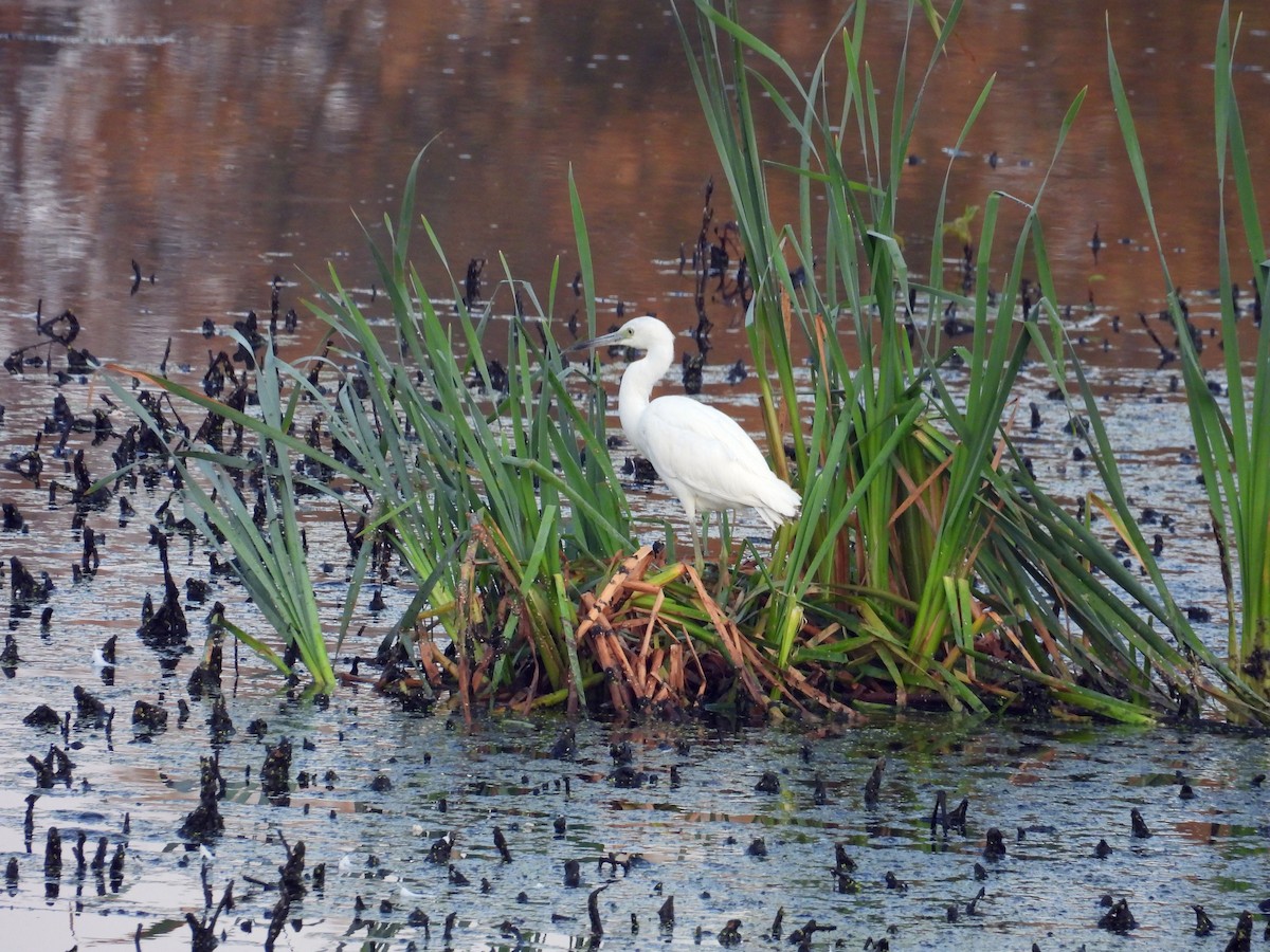 Little Blue Heron - Carolyn Longworth