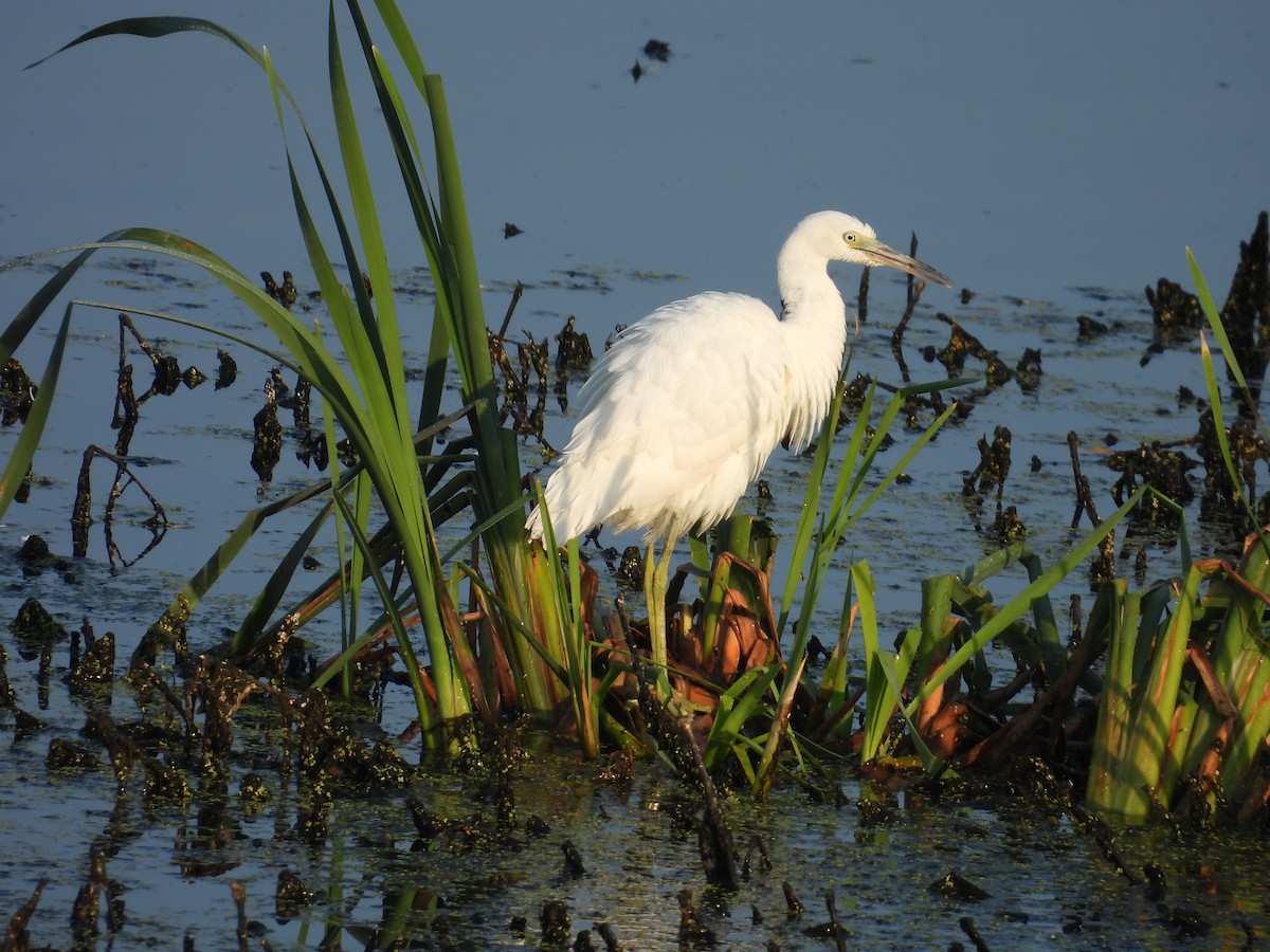 Little Blue Heron - ML623747839