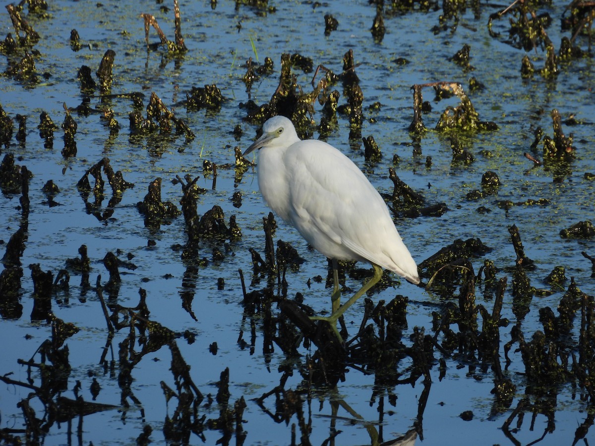 Little Blue Heron - ML623747854