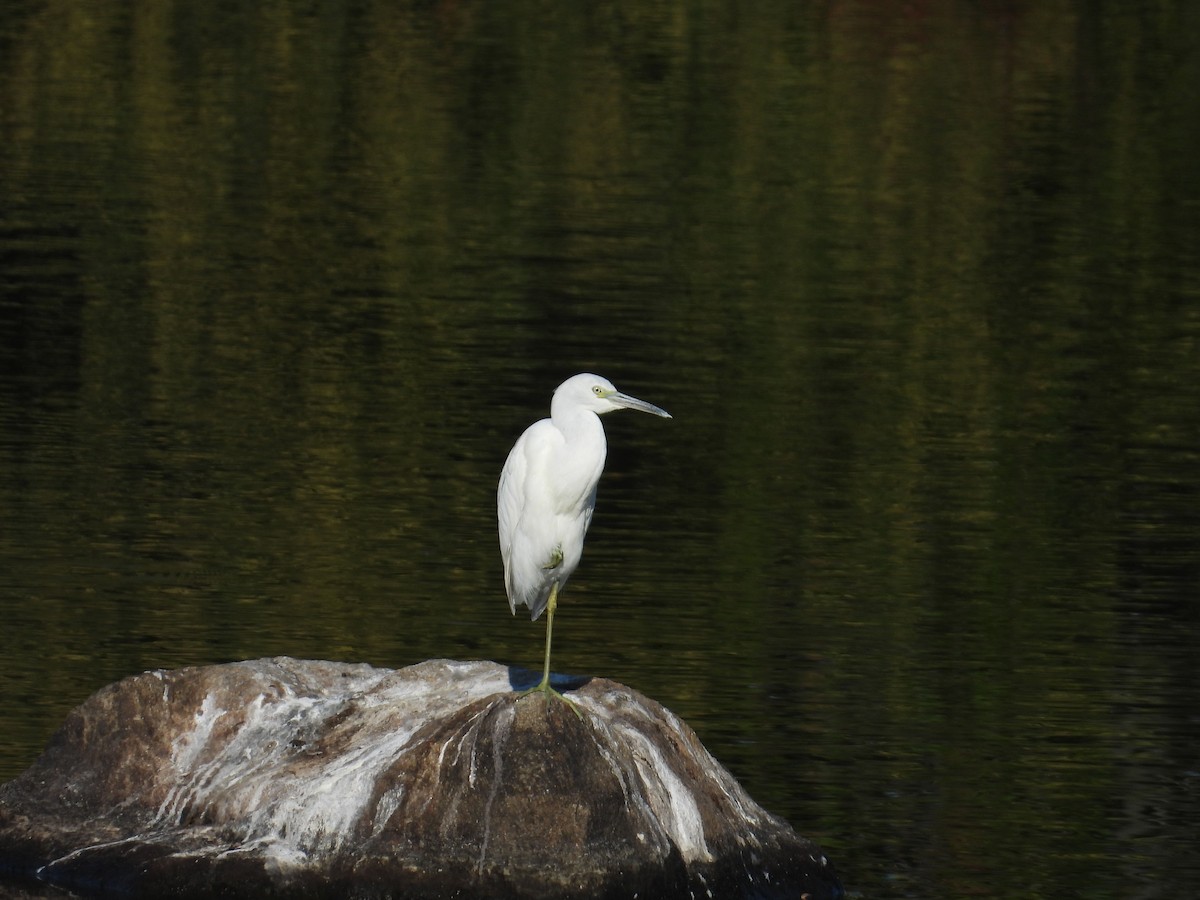 Little Blue Heron - ML623747855