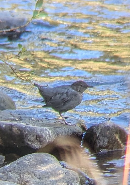 American Dipper - ML623747861