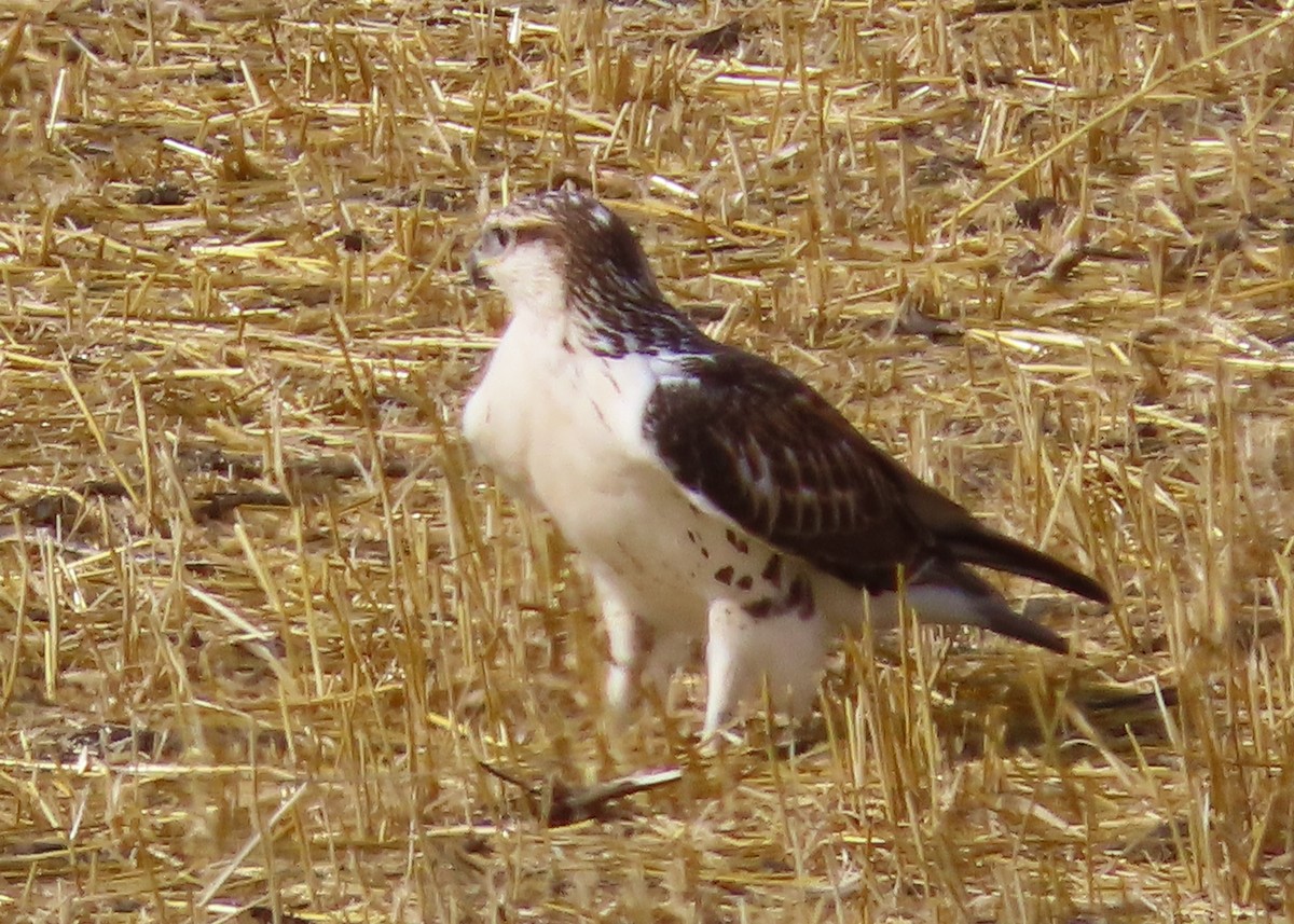 Ferruginous Hawk - ML623747878