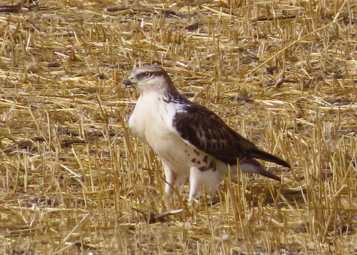 Ferruginous Hawk - ML623747879