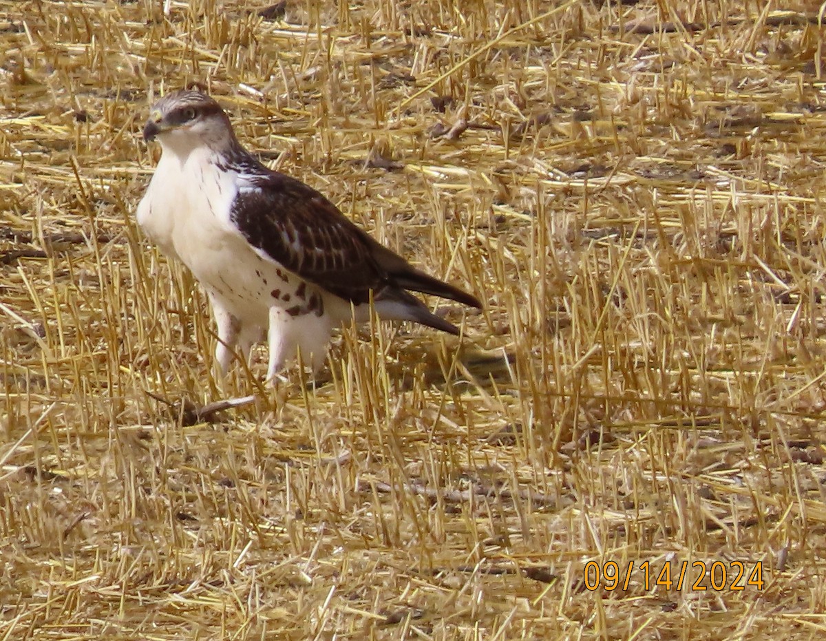 Ferruginous Hawk - ML623747881