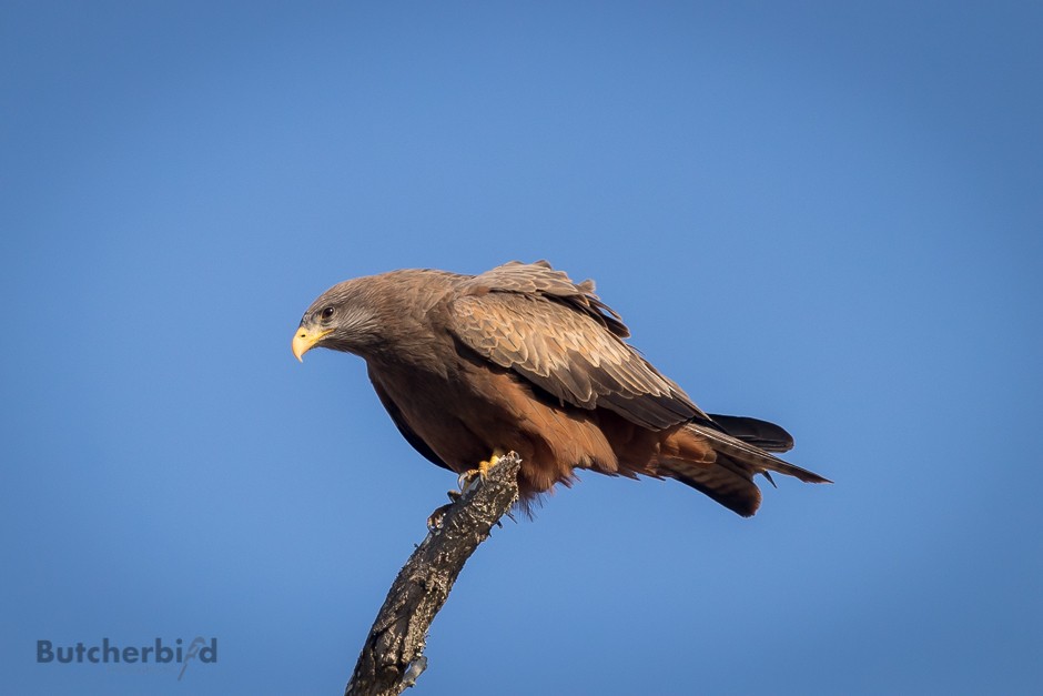 Black Kite - ML623747905