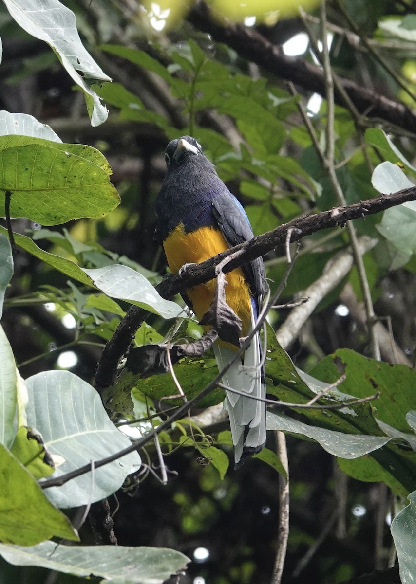 Ak Kuyruklu Trogon - ML623747915