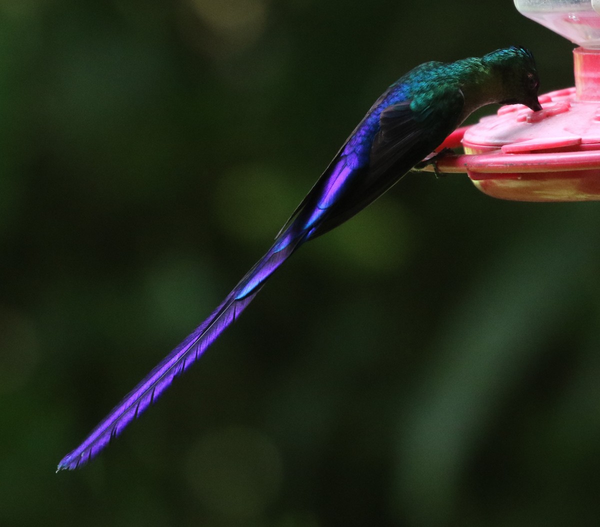 Violet-tailed Sylph - ML623747935