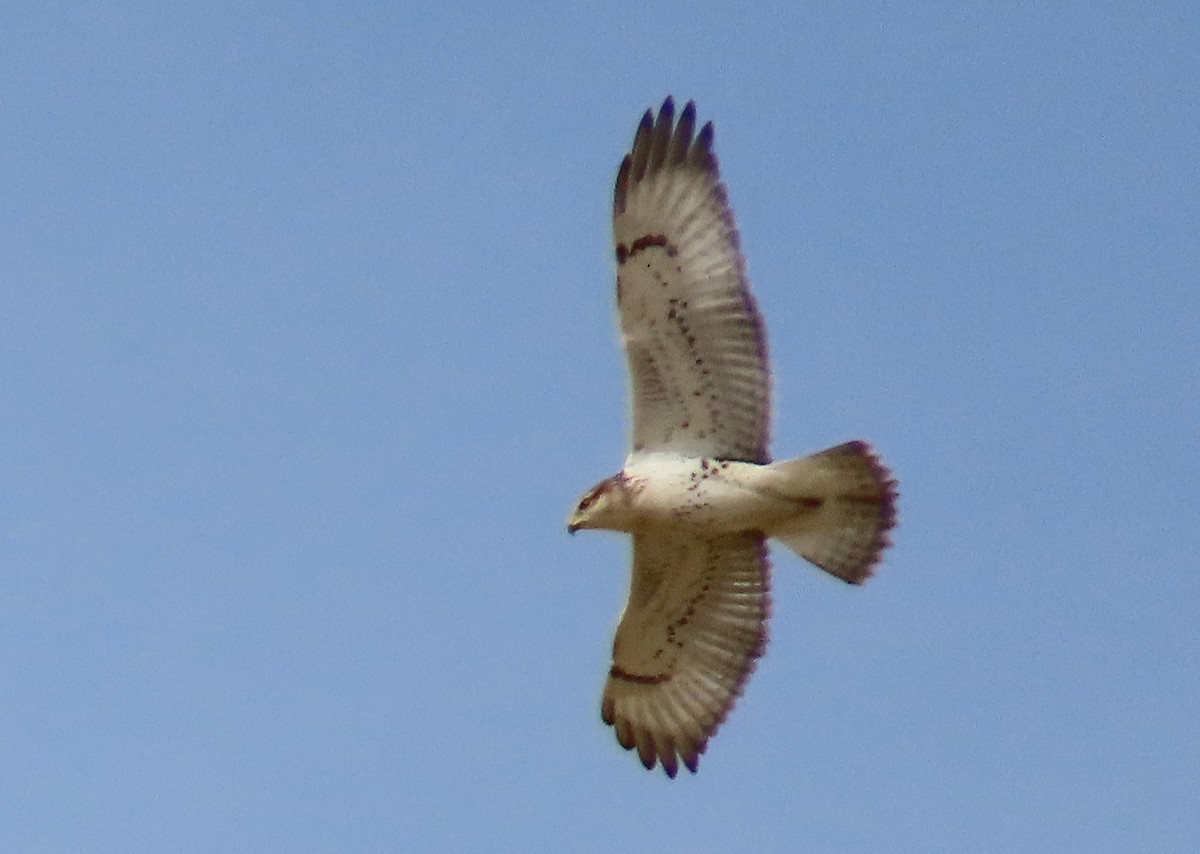 Ferruginous Hawk - ML623747949