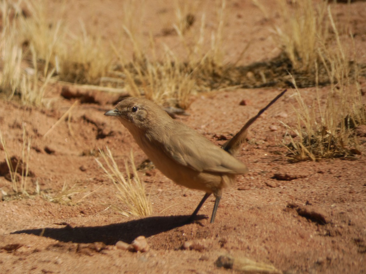 Sandy Gallito - ML623747961