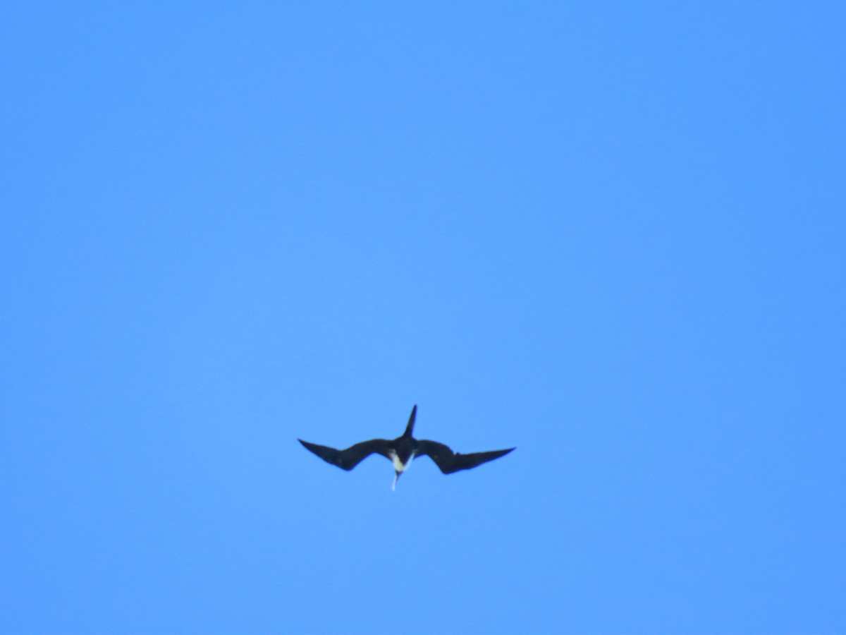 Magnificent Frigatebird - ML623747962