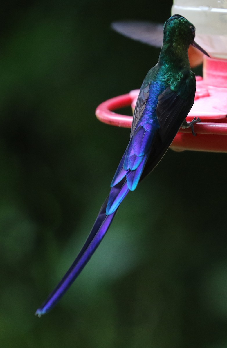 Violet-tailed Sylph - ML623747963