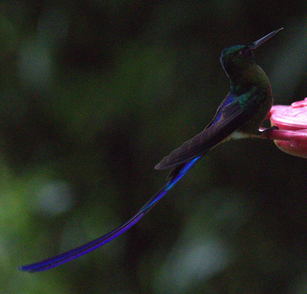 Violet-tailed Sylph - ML623747968