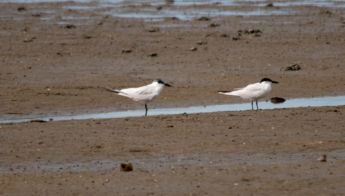 Australian Tern - Neil Roche-Kelly