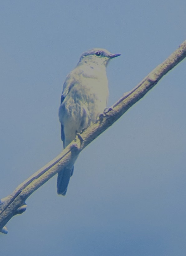 Mountain Bluebird - ML623747970