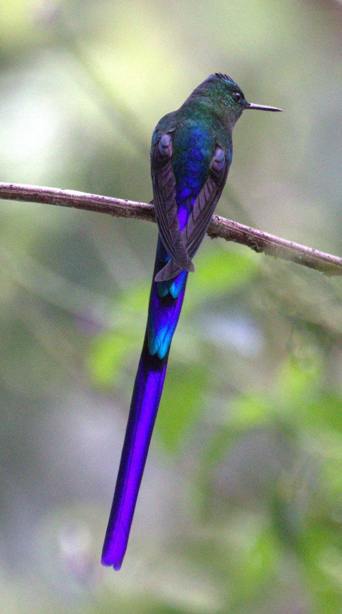 Violet-tailed Sylph - ML623747985