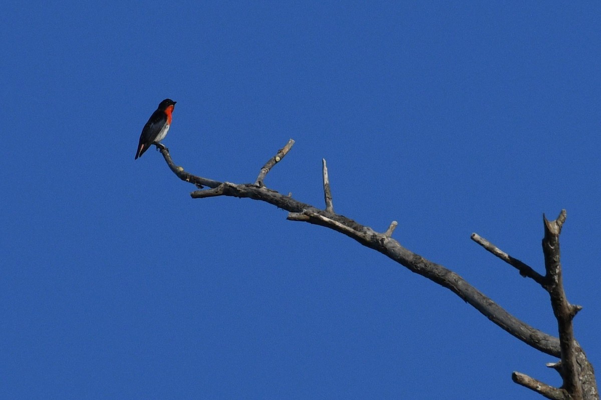 Mistletoebird - Scott Gruwell