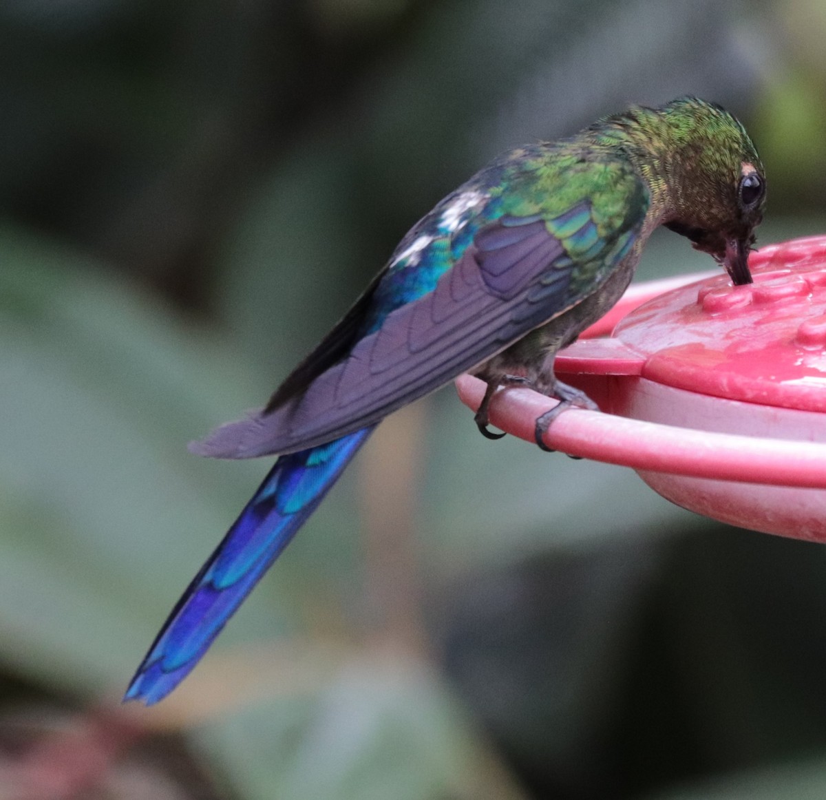 Violet-tailed Sylph - ML623747988